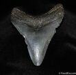 Great Bargain - Inch Megalodon Tooth #135-2